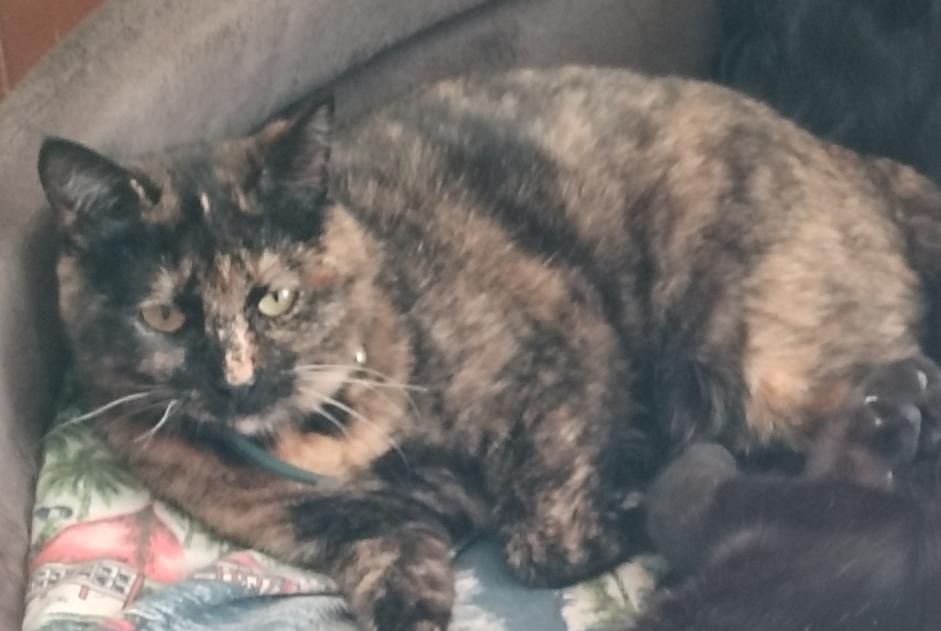 Vermisstmeldung Katze Weiblich , 2 jahre Sollacaro Frankreich