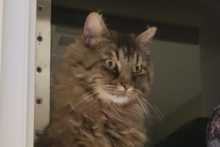 Alerte Disparition Chat croisement  Femelle , 6 ans Belvédère-Campomoro France