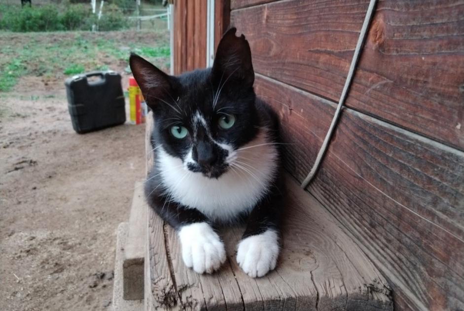 Alerte Disparition Chat croisement  Mâle , 1 ans Tavaco France