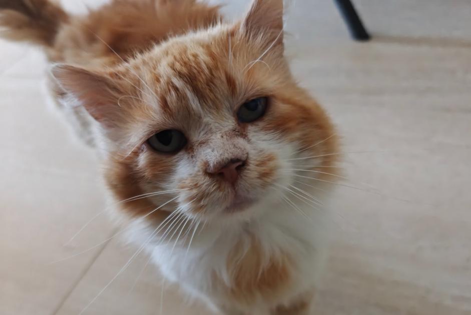 Alerte Découverte Chat Mâle Alata France Alerte Découverte Chat Mâle Alata France