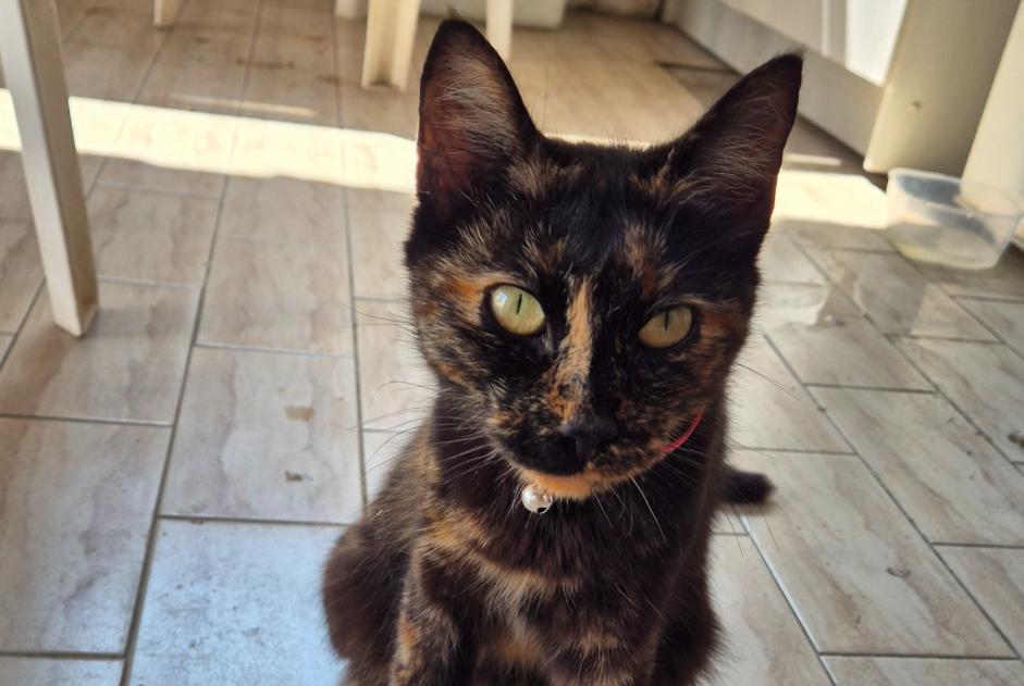 Avviso Ritrovamento Gatto  Femmina Grosseto-Prugna Francia