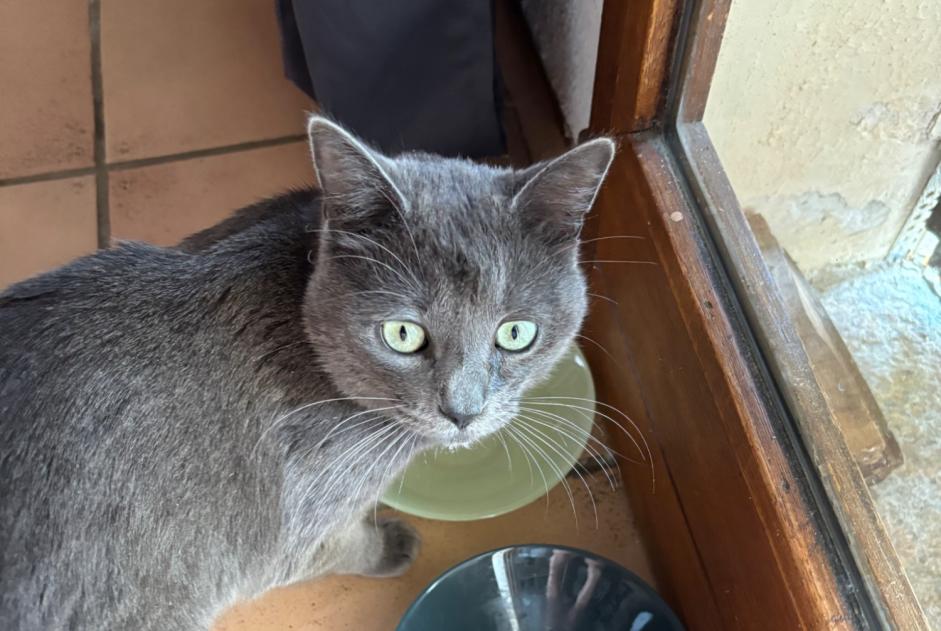 Avviso Ritrovamento Gatto incrocio di razze Maschio Fozzano Francia Avviso Ritrovamento Gatto incrocio di razze Maschio Fozzano Francia